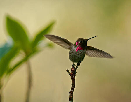 Lara Ellis - The Dancing Hummingbird Lara Ellis - The Dancing Hummingbird