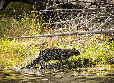 Paul W Sharpe Aka Wizard of Wonders - The River Otter Shake Paul W Sharpe Aka Wizard of Wonders - The River Otter Shake