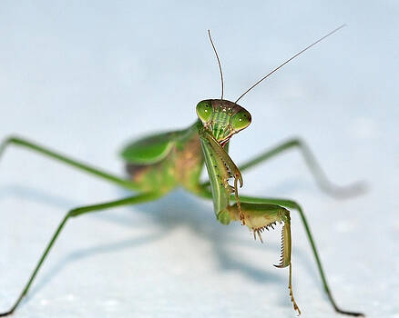 Lara Ellis - The Shy Mantis Lara Ellis - The Shy Mantis