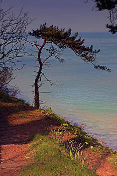 Stephen Barrie - The Tree by the Sea Stephen Barrie - The Tree by the Sea