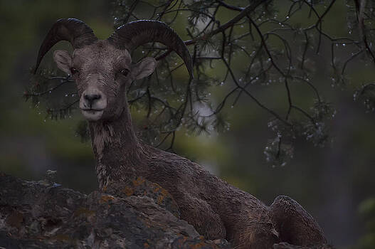 Paul W Sharpe Aka Wizard of Wonders - This is Alberta No.29 - Mountain Sheep Taking Cover 2 Paul W Sharpe Aka Wizard of Wonders - This is Alberta No.29 - Mountain Sheep Taking Cover 2