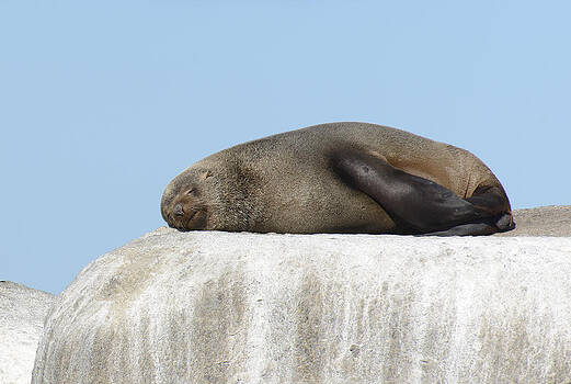 Paul W Sharpe Aka Wizard of Wonders - This is South Africa No. 3 - African Fur Seal Sleeping on a Whi Paul W Sharpe Aka Wizard of Wonders - This is South Africa No. 3 - African Fur Seal Sleeping on a Whi
