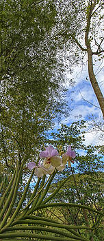 Paul W Sharpe Aka Wizard of Wonders - This is the Philippines No.84 - Pink Orchid in the Forest Paul W Sharpe Aka Wizard of Wonders - This is the Philippines No.84 - Pink Orchid in the Forest