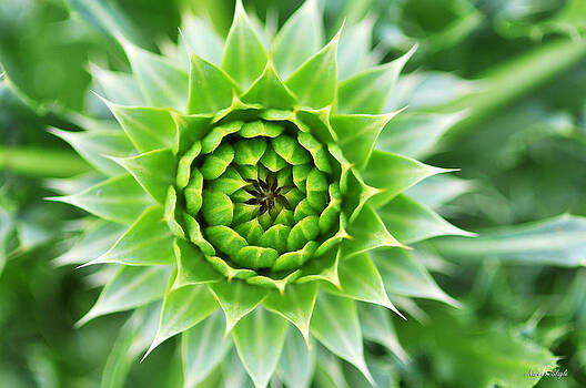 Karen Slagle - Thistle Asteraceae Karen Slagle - Thistle Asteraceae