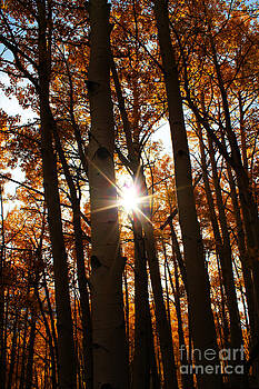 Kate Avery - Through the Trees Kate Avery - Through the Trees