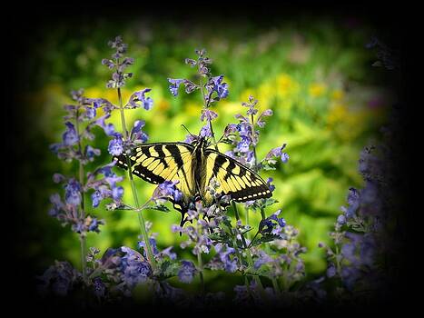 MTBobbins Photography - Tiger Swallowtail Butterfly on Catmint MTBobbins Photography - Tiger Swallowtail Butterfly on Catmint