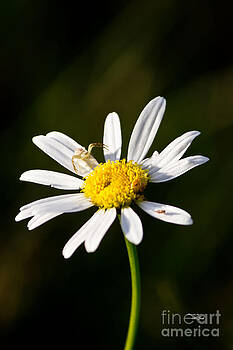 Ms Judi - Tiny Daisy and Crab Spider Ms Judi - Tiny Daisy and Crab Spider