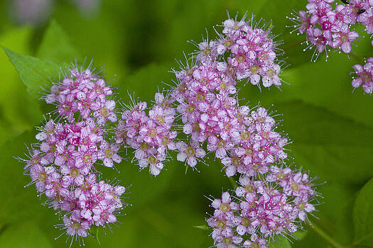 Vernis Maxwell - Tiny Pink Blossoms Vernis Maxwell - Tiny Pink Blossoms