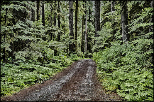 Erika Fawcett - Trail to Jaw Bone Flats Erika Fawcett - Trail to Jaw Bone Flats
