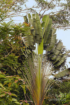 Bob Phillips - Travelers Palm Bob Phillips - Travelers Palm