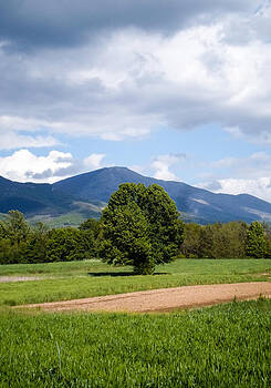 Eliza Donovan - Tree and Mountain Eliza Donovan - Tree and Mountain