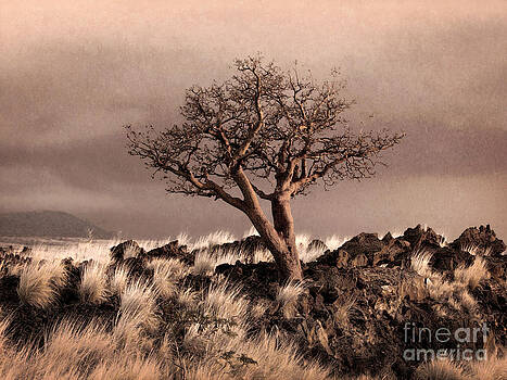 Ellen Cotton - Tree at Dusk in Waikoloa Ellen Cotton - Tree at Dusk in Waikoloa