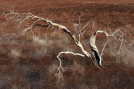 Wes and Dotty Weber - Tree Skeleton Wes and Dotty Weber - Tree Skeleton
