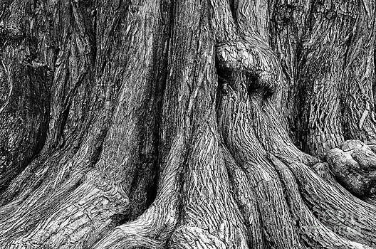 Danny Hooks - Tree Trunk Closeup Danny Hooks - Tree Trunk Closeup