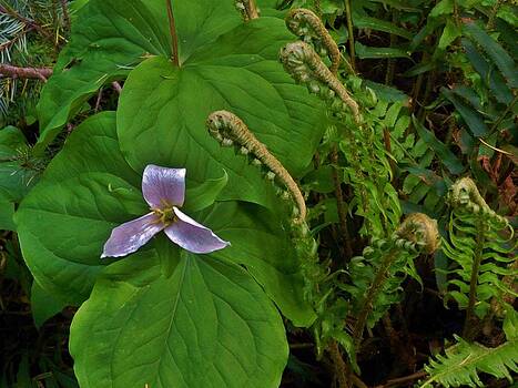 Charles Lucas - Trillium and the Fiddlehead Charles Lucas - Trillium and the Fiddlehead