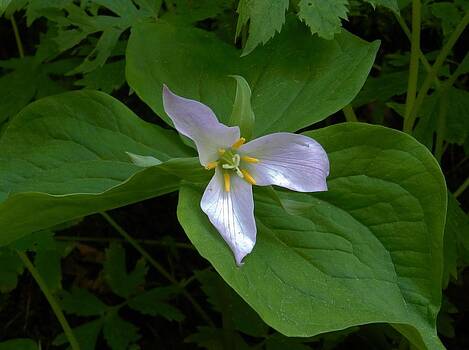 Charles Lucas - Trillium in Repose Charles Lucas - Trillium in Repose