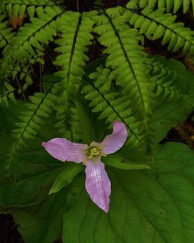 Charles Lucas - Trillium Spiral Charles Lucas - Trillium Spiral