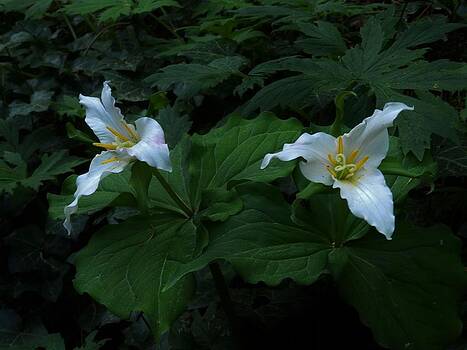 Charles Lucas - Trillium Charles Lucas - Trillium