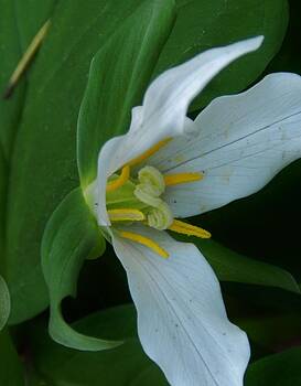 Charles Lucas - Trillium Charles Lucas - Trillium