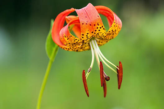 Lara Ellis - Turks Cap Lily Lara Ellis - Turks Cap Lily