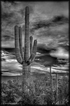 Erika Fawcett - Tucson Cactus Erika Fawcett - Tucson Cactus