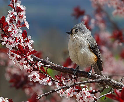 Lara Ellis - Tufted Titmouse On Ornamental Plum Blossoms Lara Ellis - Tufted Titmouse On Ornamental Plum Blossoms