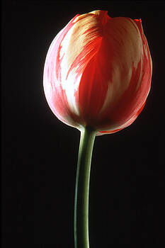 Harold E McCray - Tulip I Harold E McCray - Tulip I