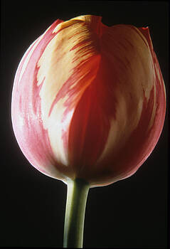 Harold E McCray - Tulip II Harold E McCray - Tulip II