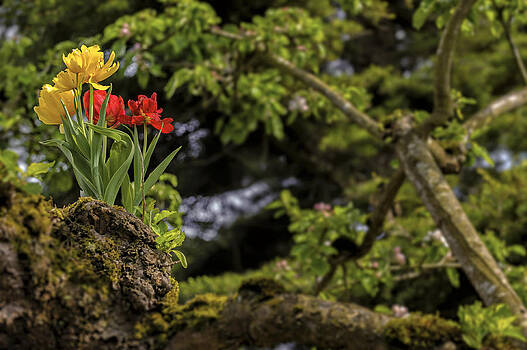 Paul W Sharpe Aka Wizard of Wonders - Tulips Growing in a Tree Paul W Sharpe Aka Wizard of Wonders - Tulips Growing in a Tree