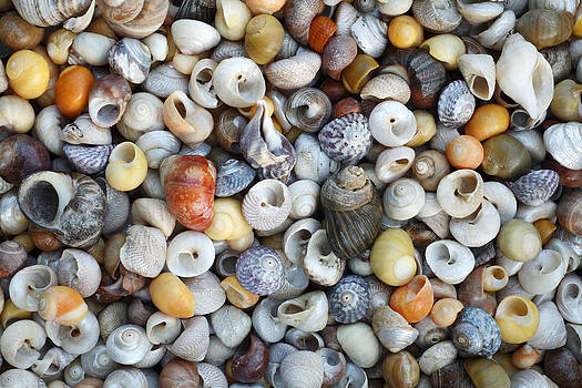 Duncan Usher - Turbinate Monodont Shells Spain Duncan Usher - Turbinate Monodont Shells Spain