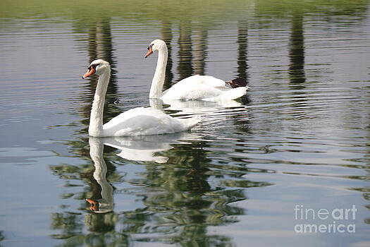 DJ Laughlin - Two White Swans DJ Laughlin - Two White Swans