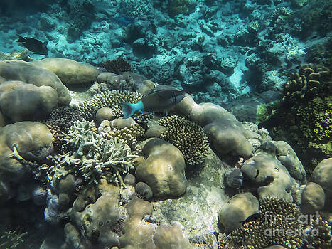 Bob Phillips - Underwater Colors Bob Phillips - Underwater Colors