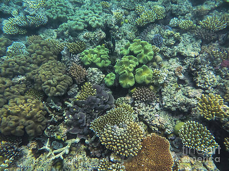 Bob Phillips - Underwater Coral Color Bob Phillips - Underwater Coral Color