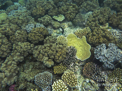 Bob Phillips - Underwater Coral Reef Bob Phillips - Underwater Coral Reef