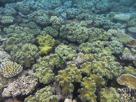 Bob Phillips - Underwater Reef Bob Phillips - Underwater Reef