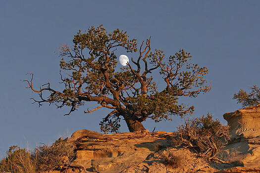 Wes and Dotty Weber - Utah Moon at Sunset Wes and Dotty Weber - Utah Moon at Sunset
