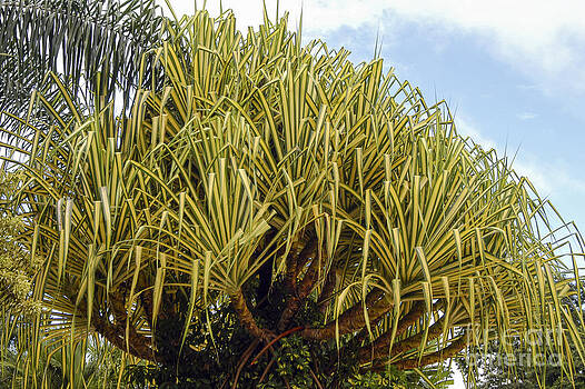 Bob Phillips - Variegated Screw Pine Bob Phillips - Variegated Screw Pine