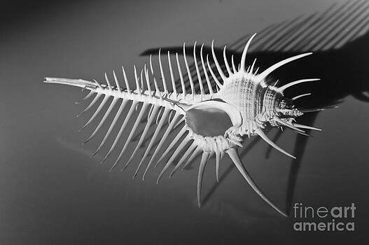 Tim Mulina - Venus Comb Murex Seashell in black and white Tim Mulina - Venus Comb Murex Seashell in black and white