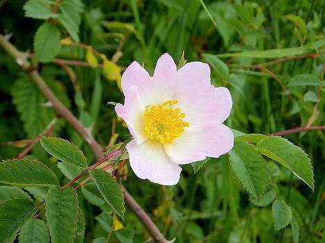 Marc Philippe Joly - vert jaune rose Marc Philippe Joly - vert jaune rose