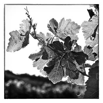 Nicole Neuefeind - Viticultura 9 Nicole Neuefeind - Viticultura 9