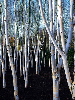 Stephen Barrie - Washed Silver Birch Stephen Barrie - Washed Silver Birch