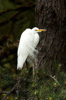 Lara Ellis - Water Color Egret Lara Ellis - Water Color Egret