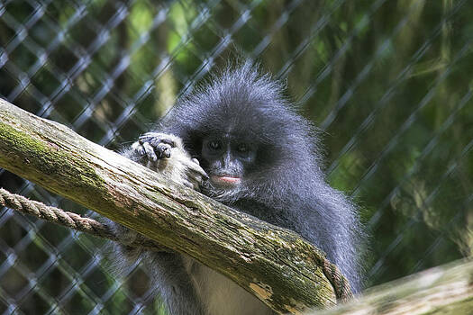 Stephen Barrie - We are all Connected. Grizzled Leaf Monkey Stephen Barrie - We are all Connected. Grizzled Leaf Monkey