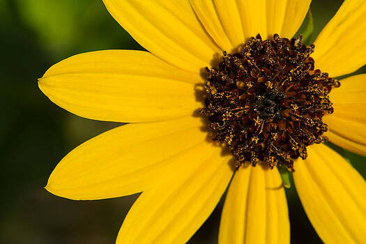 Paul Rebmann - West Coast Dune Sunflower Paul Rebmann - West Coast Dune Sunflower