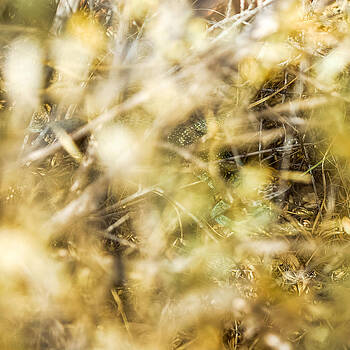 Chris Bordeleau - Western Collared Lizard Hidden in plain sight Chris Bordeleau - Western Collared Lizard Hidden in plain sight