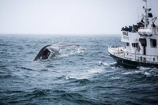 Francesco Riccardo Iacomino - Whale Watching Francesco Riccardo Iacomino - Whale Watching