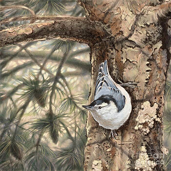 Laurie Musser - White-breasted Nuthatch Laurie Musser - White-breasted Nuthatch
