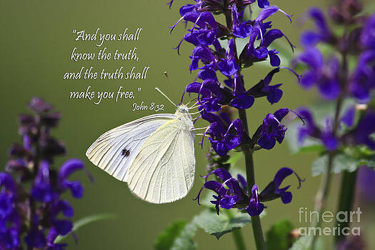 Jill Lang - White Butterfly with Scripture Jill Lang - White Butterfly with Scripture