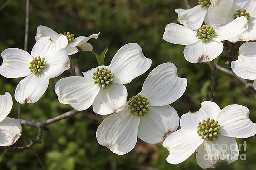 Jill Lang - White Dogwood Blooms Jill Lang - White Dogwood Blooms
