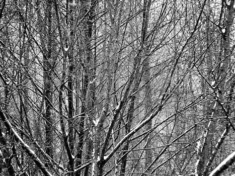 Marc Philippe Joly - white forest Marc Philippe Joly - white forest